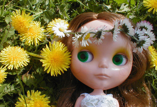 Dandelions